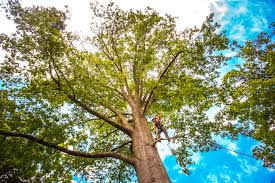 Best Tree Preservation Services  in Salem, VA