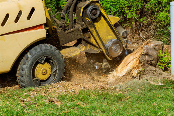 Best Lawn Fertilization  in Salem, VA
