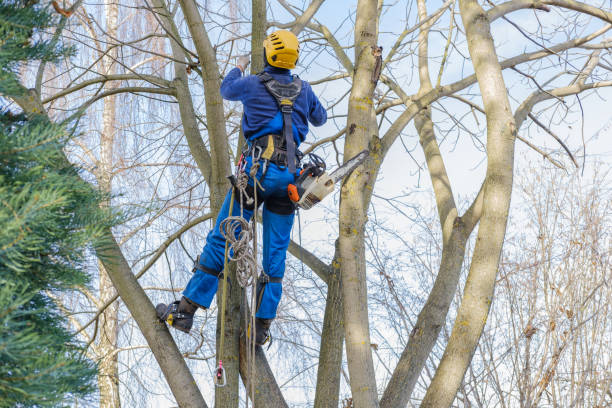 How Our Tree Care Process Works  in  Salem, VA